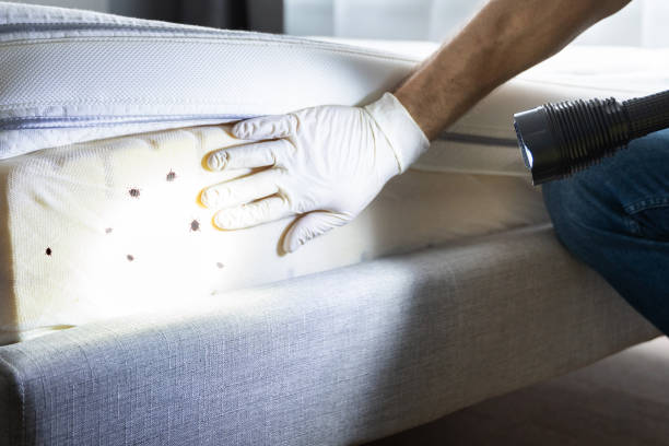 Best Bed Bug Extermination  in Taylors, SC