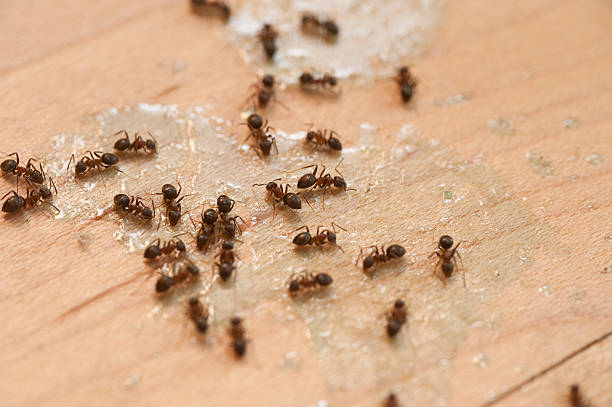 Best Best Pest Control Companies  in Taylors, SC
