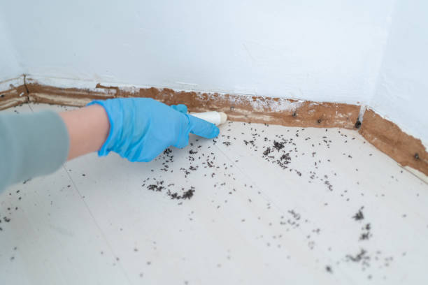 Professional Pest Control in Taylors, SC